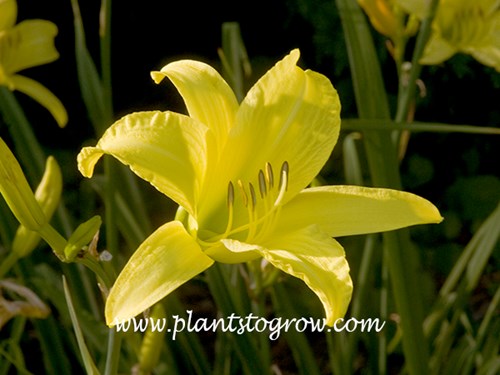 Daylily Hyperion
40 inches
yellow, green yellow
extended bloom
2nd week of July to early August
Diploid, dormant
1924